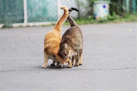 送養狗習俗|ETtoday新聞雲